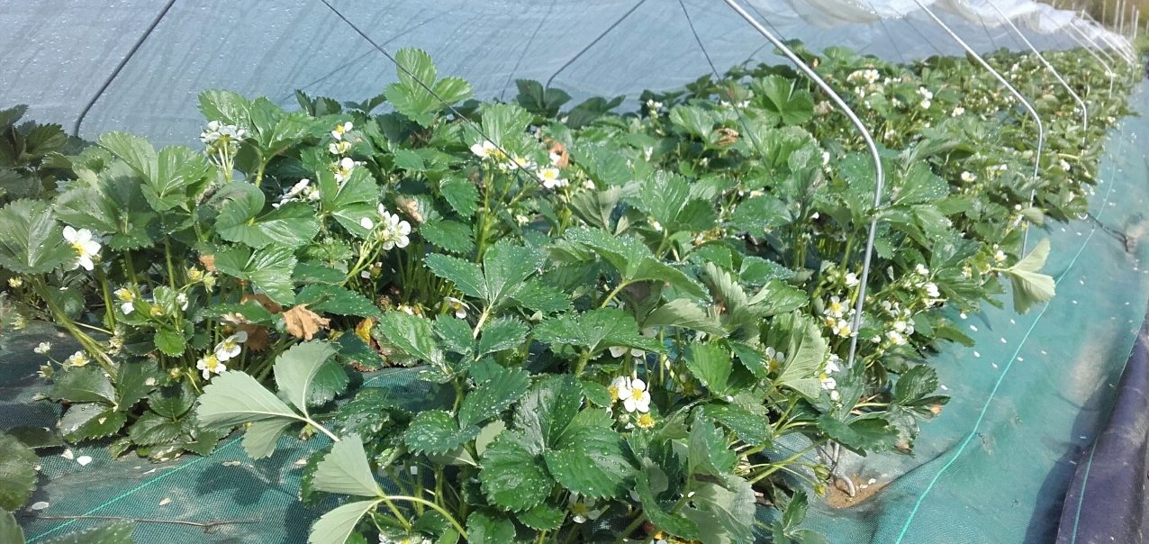 fraisier en fleur au Rbis du Verger