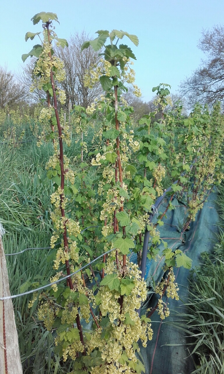 Groseiller en fleur au Rubis du Verger