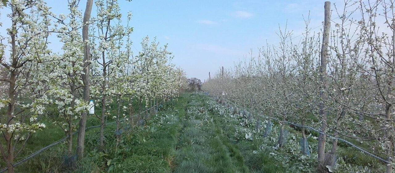 Les Rubis du Verger en fleur