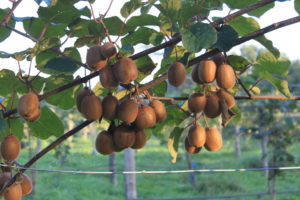 kiwi à la récolte au Rubis du Verger