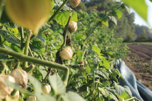 physalis
