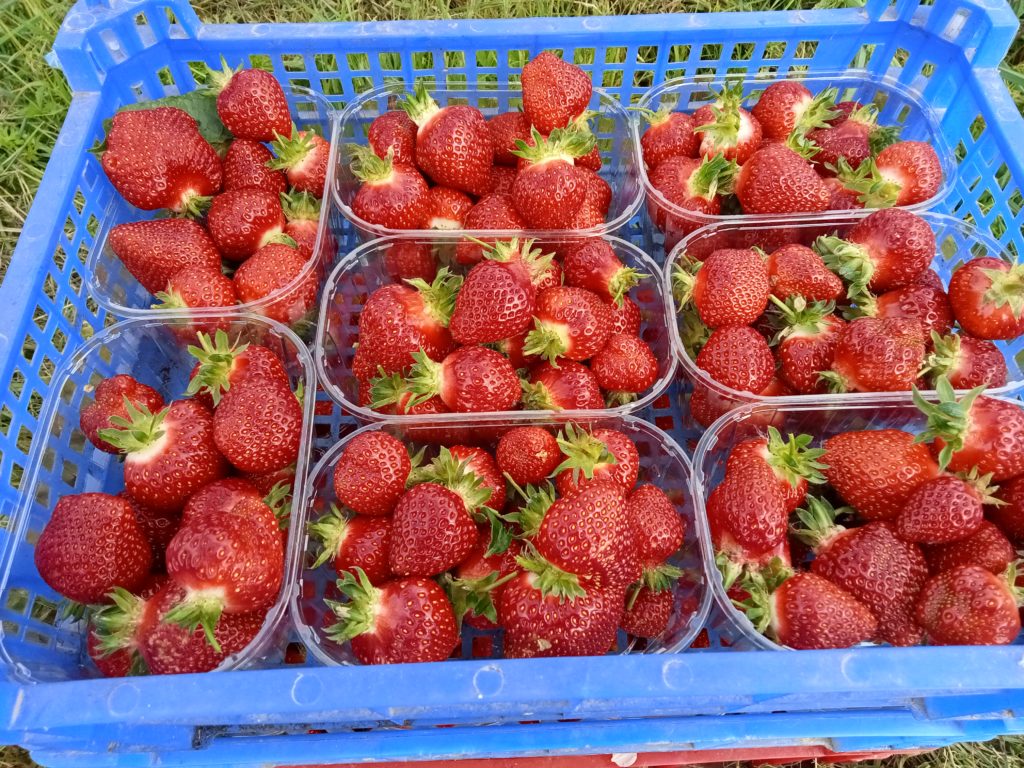 Ouverture de la cueillette Fraises le Mercredi 10 Juin